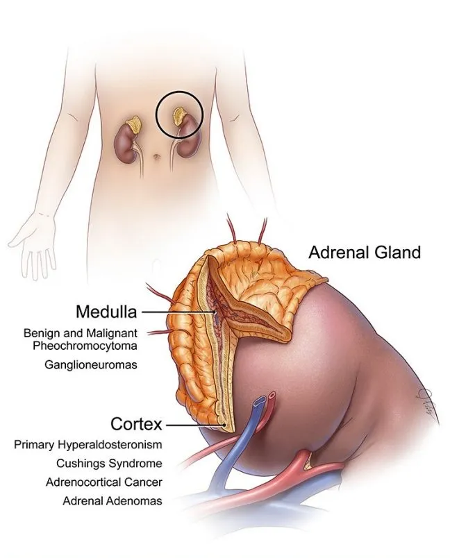 Adrenal Complex Review