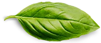 basil-leaf