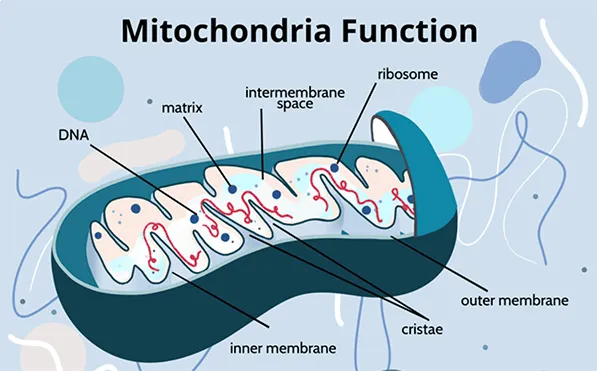 nutrition diets mitochondria function