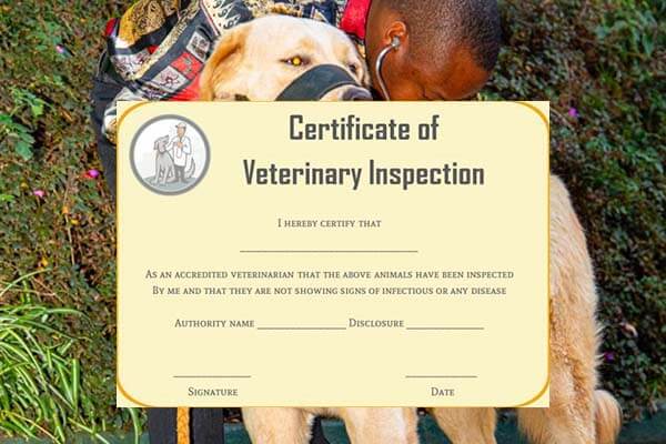 veterinary certificate