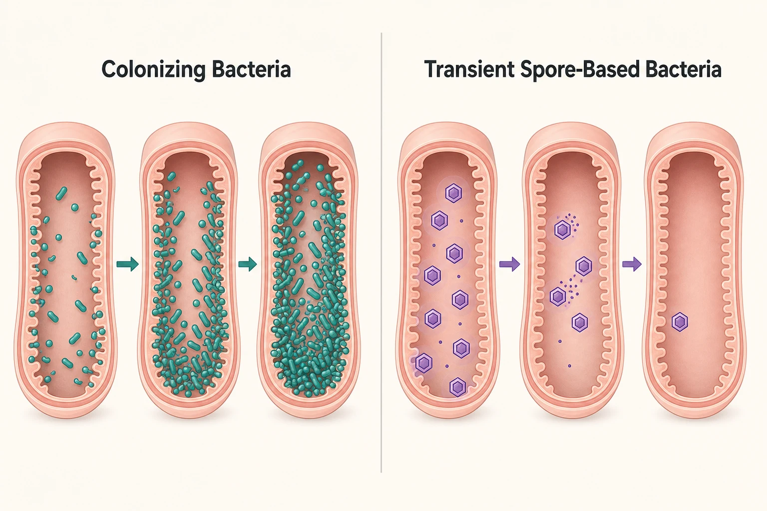 Diagram comparing colonizing bacteria that accumulate over time versus transient spore-based bacteria that clear out